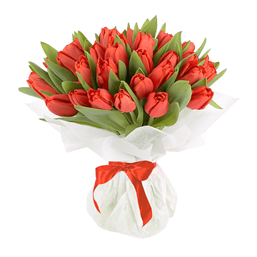 Roten Tulpen