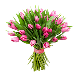 Pink tulips