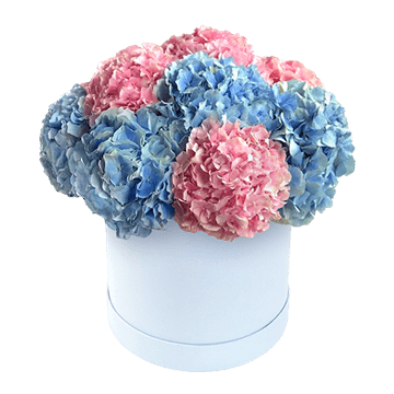 Hydrangeas in box