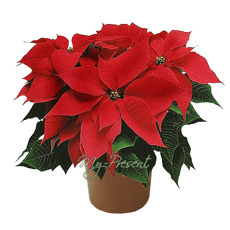 Poinsettia